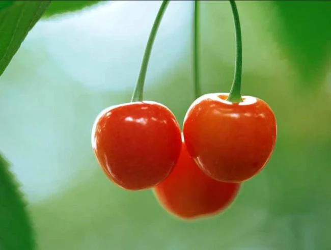 Koleksi gambar Cherry yang paling indah