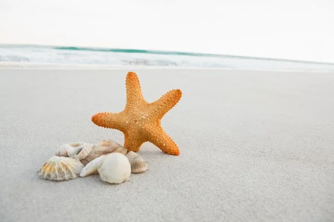 Gambar bintang laut yang cantik dan comel