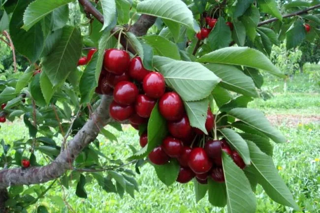 Koleksi gambar Cherry yang paling indah