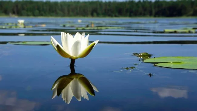 Gambar teratai putih yang cantik