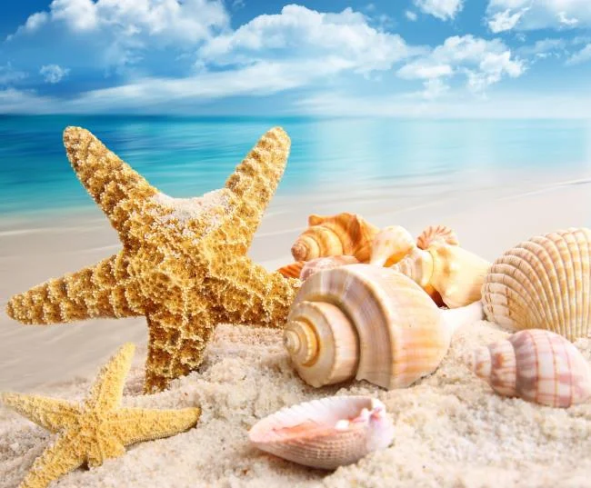 Gambar bintang laut yang cantik dan comel
