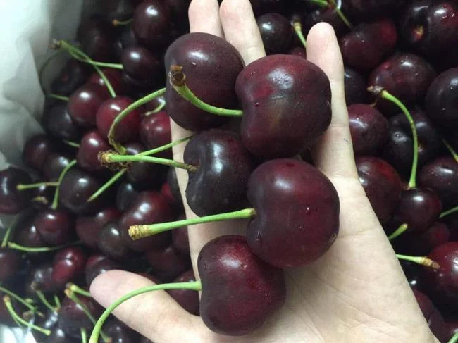 Koleksi gambar Cherry yang paling indah