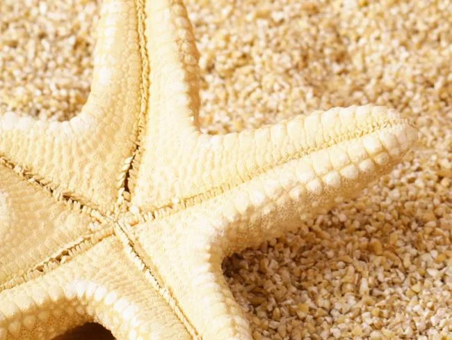 Gambar bintang laut yang cantik dan comel