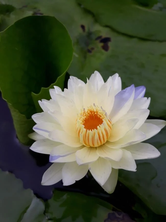 Gambar teratai putih yang cantik