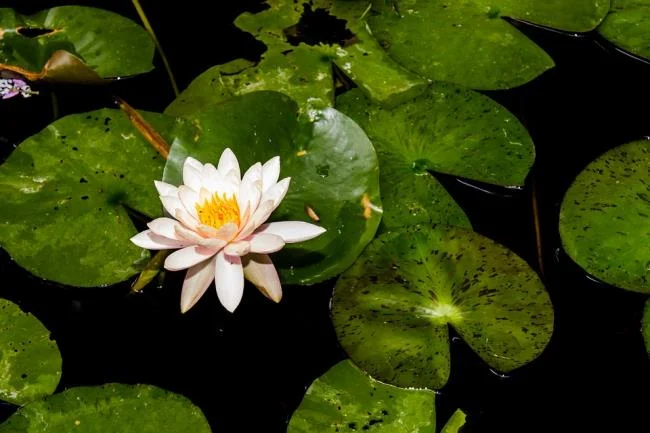 Gambar teratai putih yang cantik