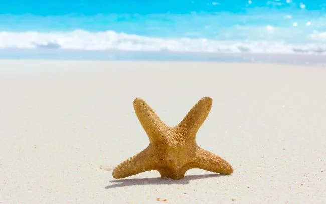 Gambar bintang laut yang cantik dan comel