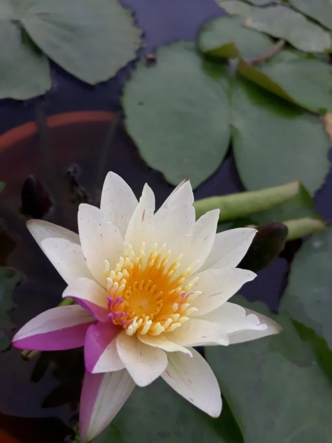 Gambar teratai putih yang cantik