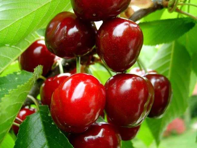 Koleksi gambar Cherry yang paling indah