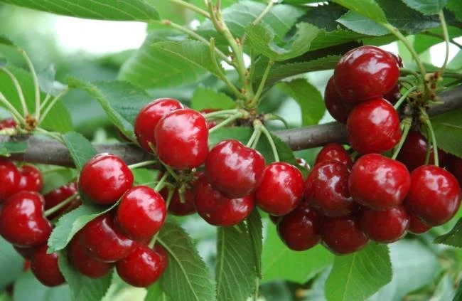 Koleksi gambar Cherry yang paling indah