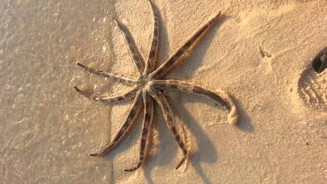 Gambar bintang laut yang cantik dan comel