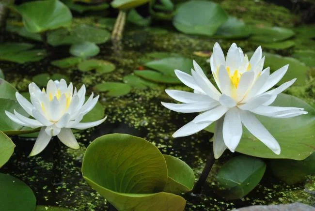 Gambar teratai putih yang cantik