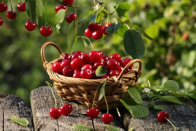 Koleksi gambar Cherry yang paling indah