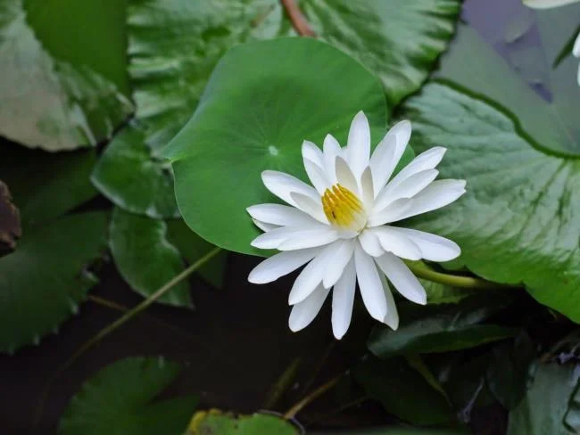 Gambar teratai putih yang cantik