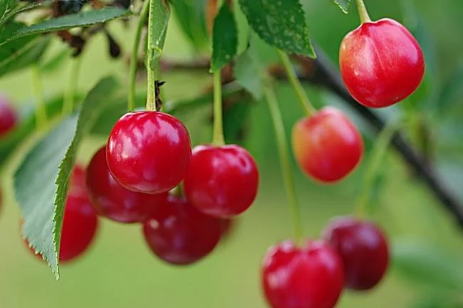 Koleksi gambar Cherry yang paling indah