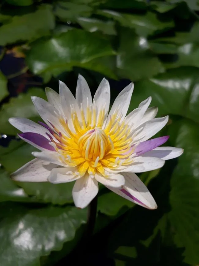 Gambar teratai putih yang cantik