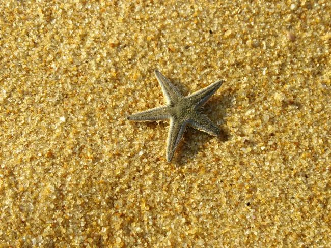 Gambar bintang laut yang cantik dan comel