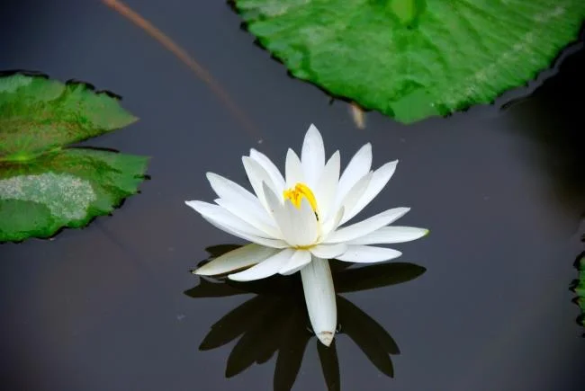 Gambar teratai putih yang cantik
