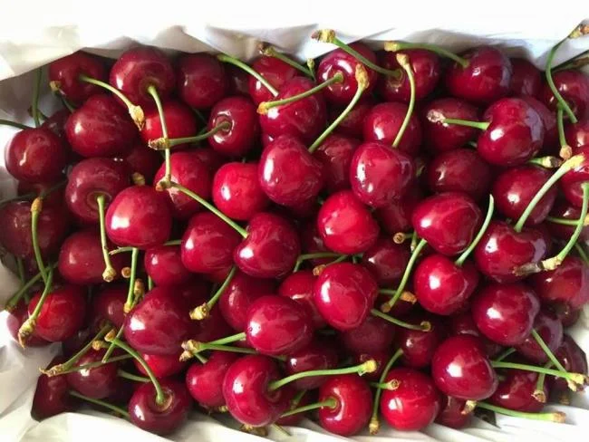 Koleksi gambar Cherry yang paling indah
