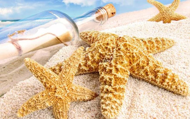 Gambar bintang laut yang cantik dan comel