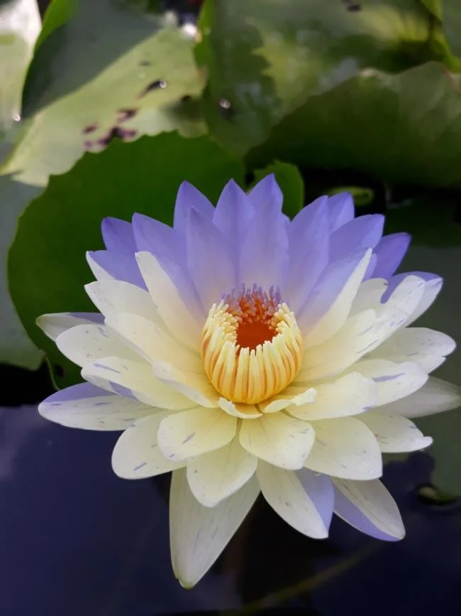 Gambar teratai putih yang cantik