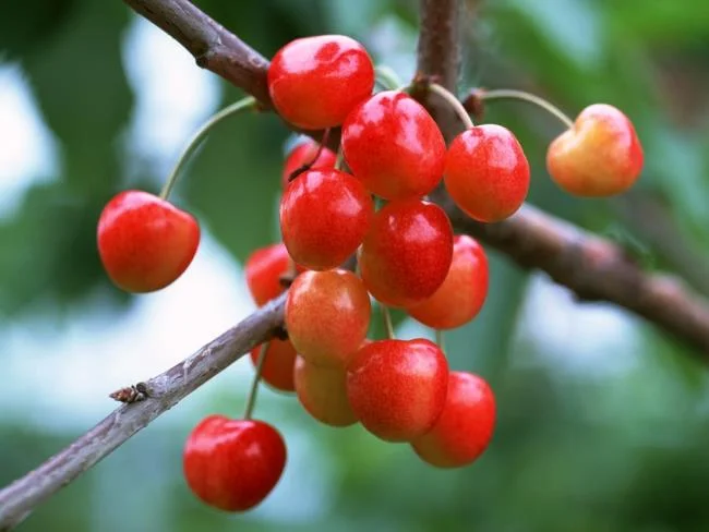 Koleksi gambar Cherry yang paling indah