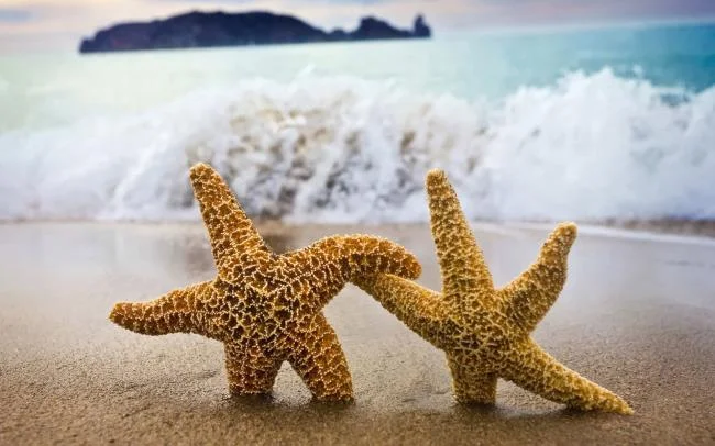 Gambar bintang laut yang cantik dan comel