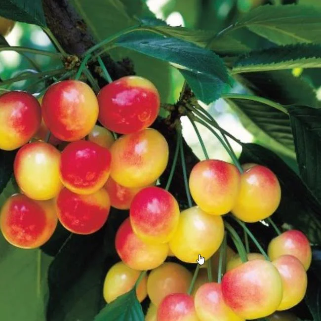 Koleksi gambar Cherry yang paling indah