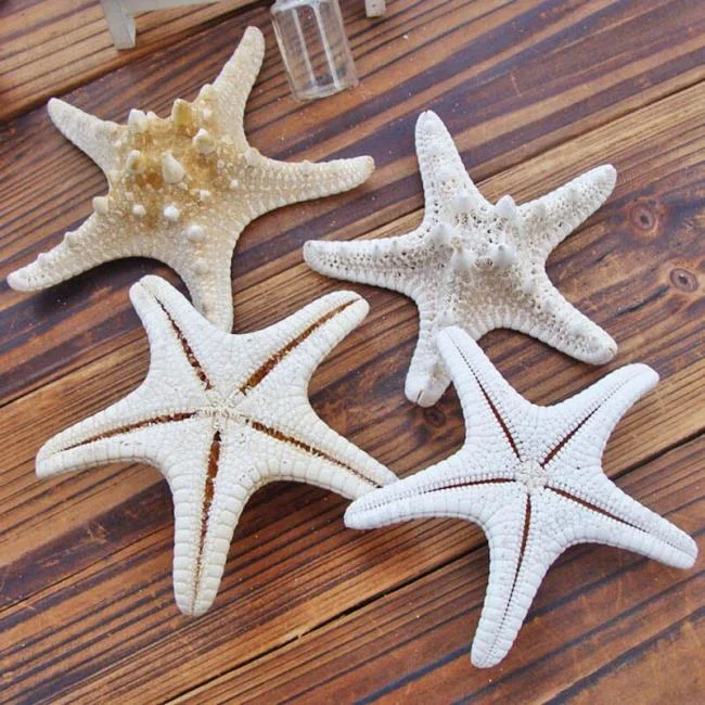 Gambar bintang laut yang cantik dan comel