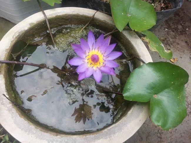 Gambar teratai ungu yang indah