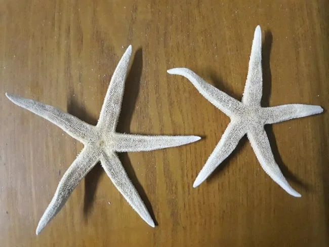 Gambar bintang laut yang cantik dan comel