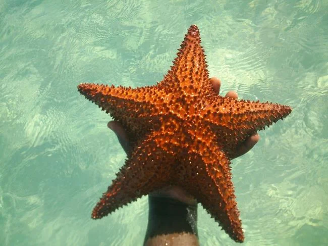 Gambar bintang laut yang cantik dan comel