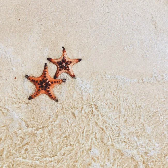 Gambar bintang laut yang cantik dan comel