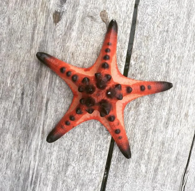 Gambar bintang laut yang cantik dan comel