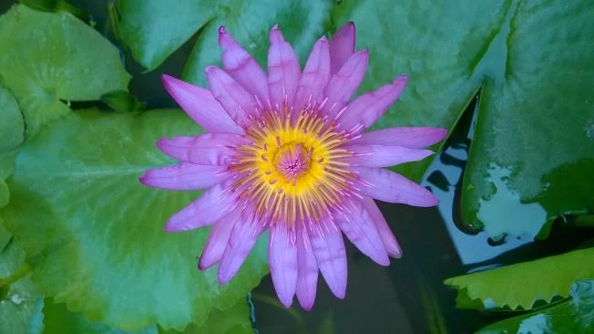 Gambar teratai ungu yang indah