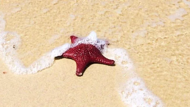 Gambar bintang laut yang cantik dan comel