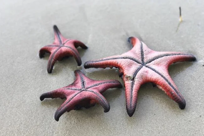 Gambar bintang laut yang cantik dan comel