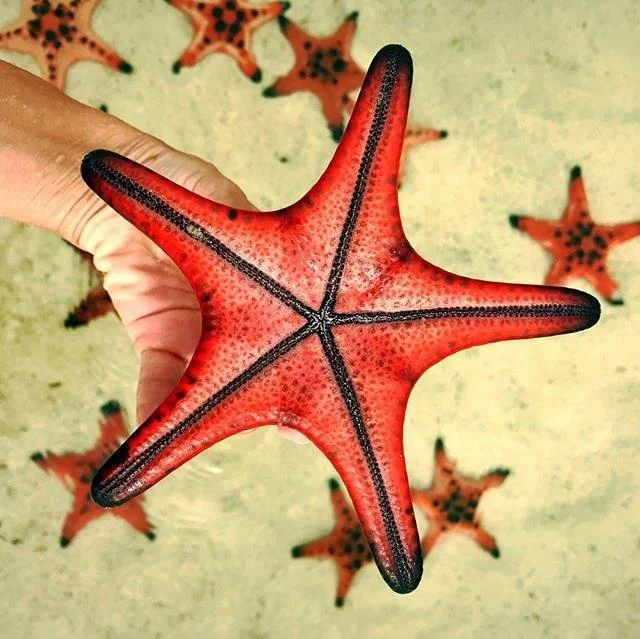 Gambar bintang laut yang cantik dan comel