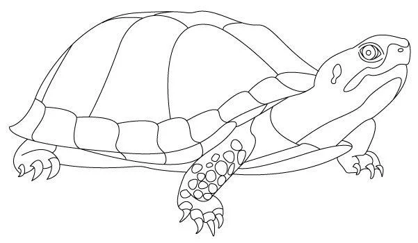 Koleksi gambar mewarnai paling indah untuk kura-kura bayi