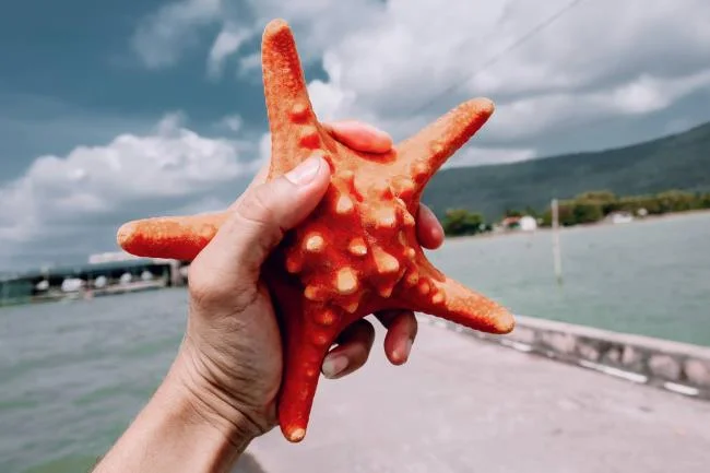 Gambar bintang laut yang cantik dan comel