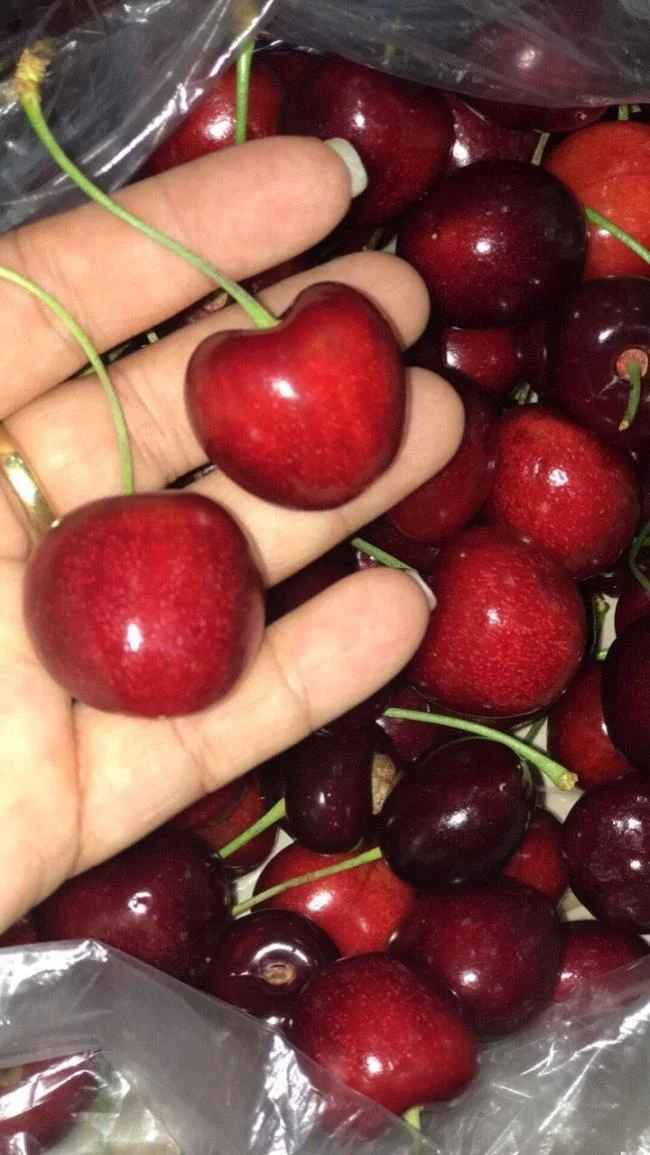 Koleksi gambar Cherry yang paling indah