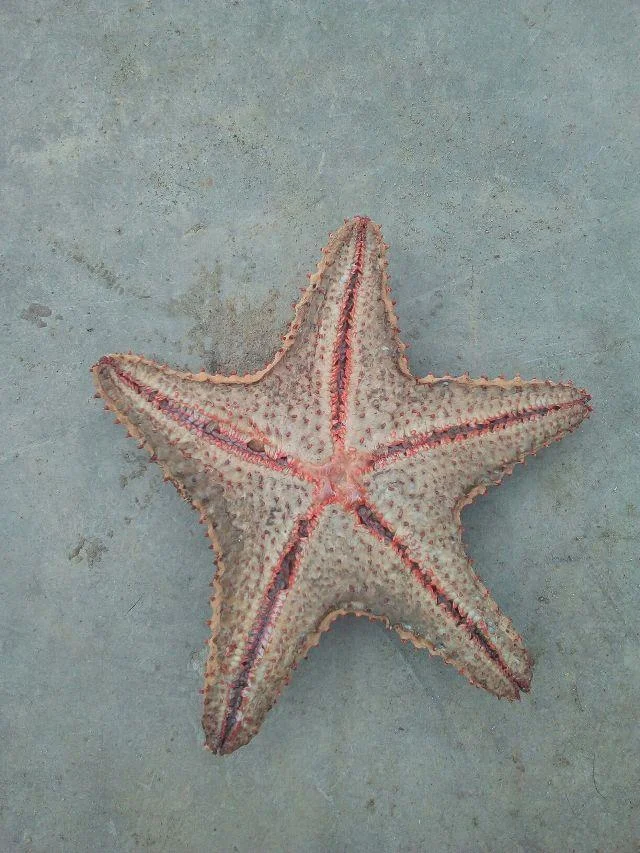 Gambar bintang laut yang cantik dan comel