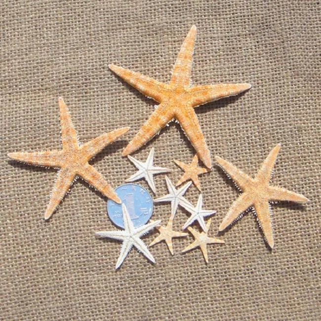 Gambar bintang laut yang cantik dan comel