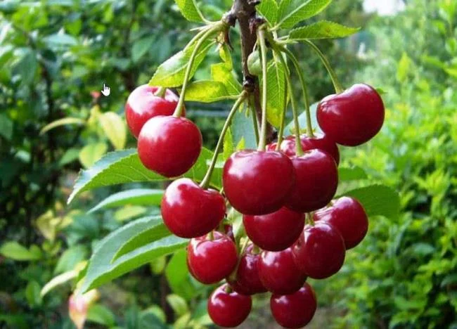 Koleksi gambar Cherry yang paling indah