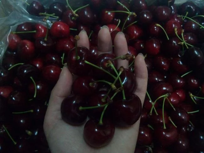 Koleksi gambar Cherry yang paling indah