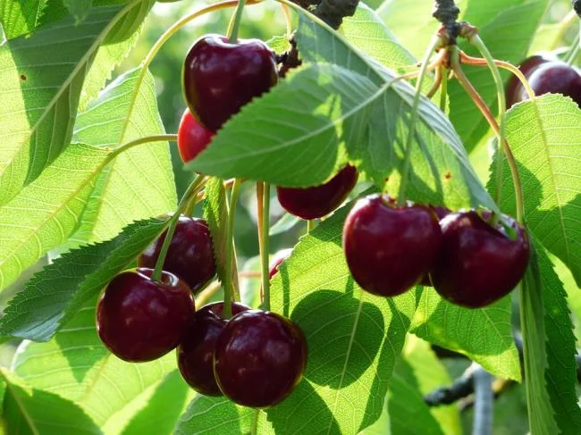 Koleksi gambar Cherry yang paling indah