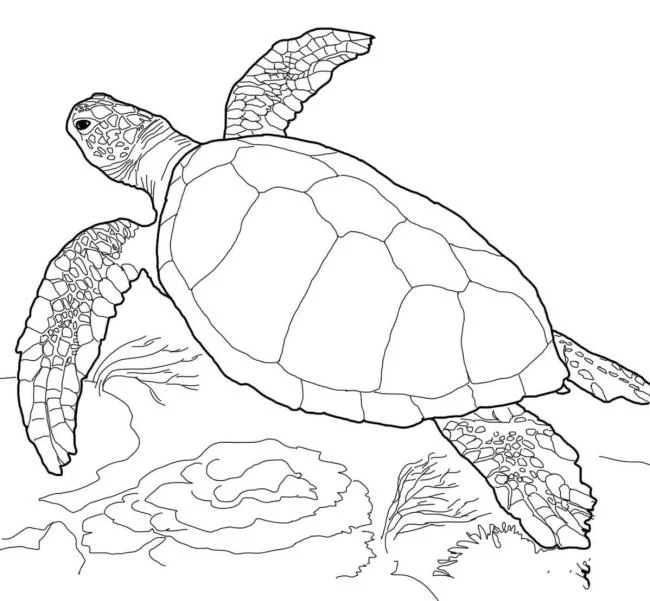 Koleksi gambar mewarnai paling indah untuk kura-kura bayi