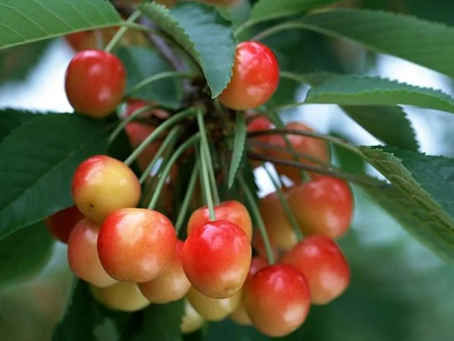 Koleksi gambar Cherry yang paling indah