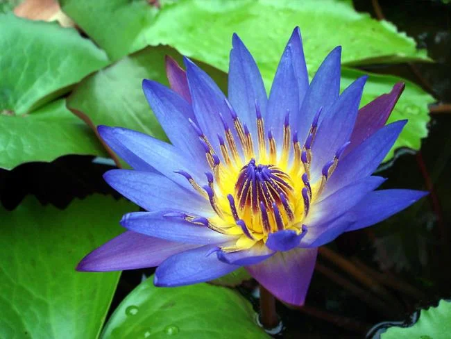 Gambar teratai Jepun yang cantik