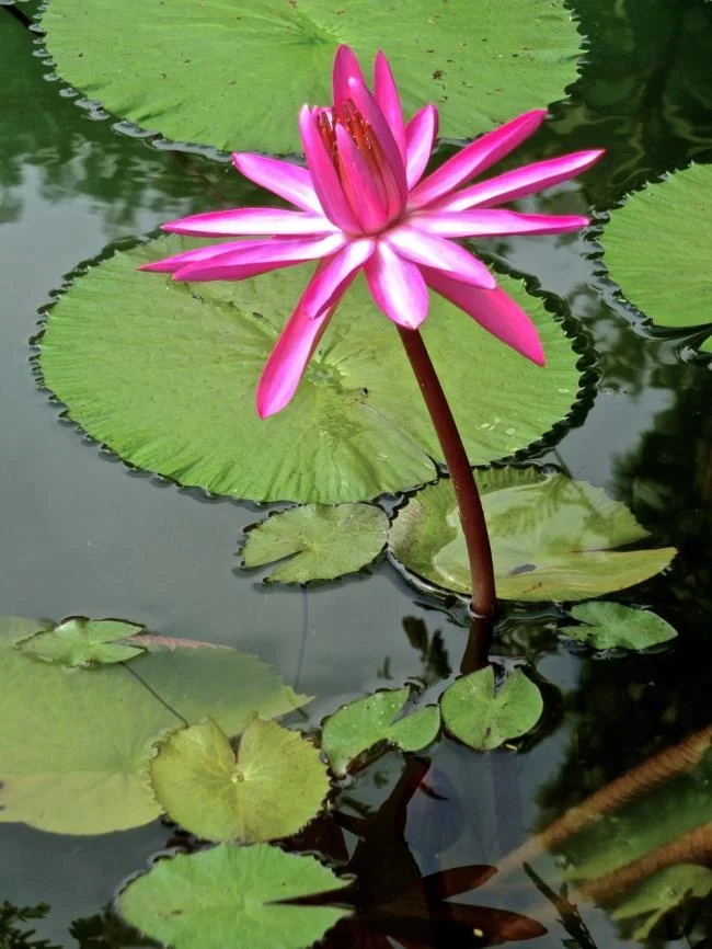 Gambar teratai Jepun yang cantik