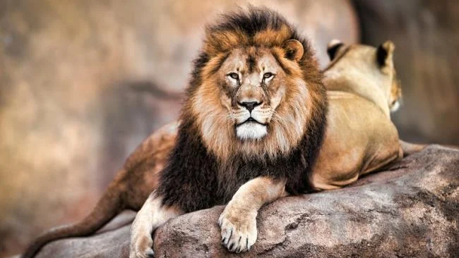 Ringkasan gambar Singa yang paling indah